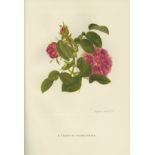 Signed Limited Editions Coloured Plates: Sitwell (Sacheverell) Blunt (W.) & Russel (J.