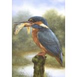 Carl Whitfield (20th/21st century) - Kingfisher, signed, also inscribed with biographical details on