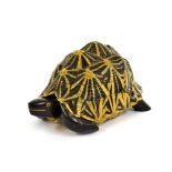 Anglo-Indian tortoise and ebony trinket box, the hinged cover enclosing a single compartment and