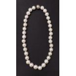 String of cultured pearls with a silver clasp, pearls 13mm approx, 16" long