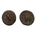 Lucania. Metapontum. c. 300-250 BC. AE 17, 4.50g (12h). Obv: Eagle standing left, wings spread;