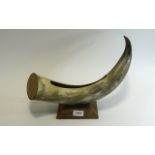 Large Cattle Horn with carved out central sections, with opening to top and wooden end.
