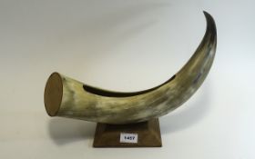 Large Cattle Horn with carved out centra
