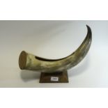 Large Cattle Horn with carved out centra