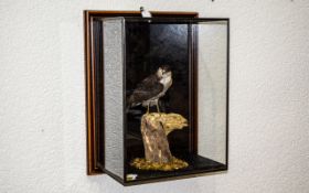 Taxidermied Sparrowhawk In Display Case