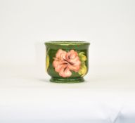 Moorcroft Small Jardiniere ' Coral Hibiscus ' Design on Green Ground.