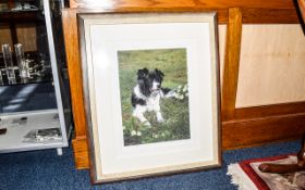 Steven Townsend Artist Signed Limited Edition Giclee Print Canine interest print depicting a Border