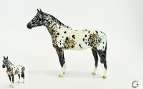 Beswick Horse Figure ' Appaloosa Stallion ' Colour way No 1. Model No 1172, Designer A. Gredington.