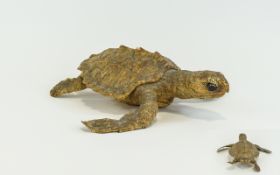 Taxidermy Interest Sea Turtle condition good but one eye missing. 10 inches in length.