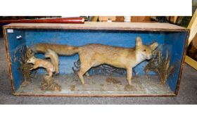 Taxidermy Large Glazed Display Case Containing A Grey Fox And Squirrel Sat On A Log Amongst A Mossy