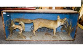 Taxidermy Large Glazed Display Case Containing A Grey Fox And Squirrel Sat On A Log Amongst A