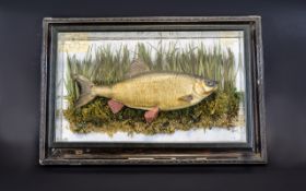 Taxidermy Interest Vintage Cased Roach In very good condition,