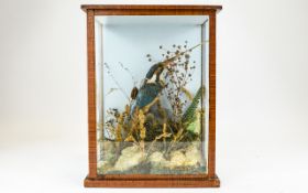 Taxidermy Interest Antique Cased Kingfisher Female kingfisher perched on branch amongst ferns and