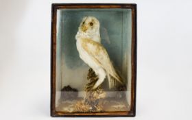 Taxidermy Interest Antique Cased Barn Owl Late 19th/early 20th century cased male Barn Owl mounted