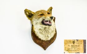 Taxidermy Interest Antique Shield Mounted Fox Head Late 19th/early 20th century example,