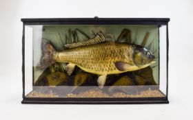 Taxidermy Interest Antique Cased Carp Fish An impressive late 19th/early 20th century example