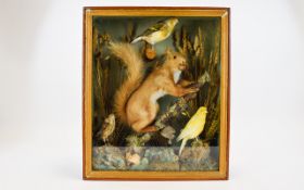 Taxidermy Interest Early 20th Century Cased Red Squirrel And Finches Antique cased arrangement