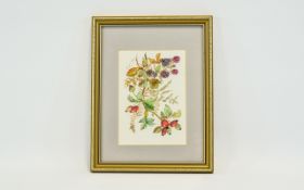 Illustration Interest Original Botanical Study In Watercolour By Patience Arnold 1901-1992 Patience