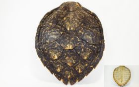 Antique Hawksbill Turtle Shell Victorian sea turtle shell with attractive figuring, 22.