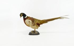 Taxidermy Interest Male Ring Necked Pheasant (Phasianus colchicus) A vintage example mounted on