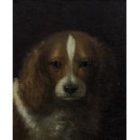 Attributed to Richard Ansdell, A Spaniel, indistinctly initialled, oil on mahogany panel,