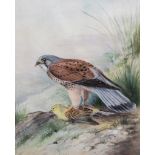 Follower of Archibald Thorburn Cock Kestrel and prey watercolour 28cm x 22cm.