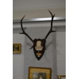 Antler trophy, shield shaped plaque, W66cm.