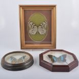 Taxidermy - Lepidopterology Butterflies, three exotic Butterflies mounted and framed,