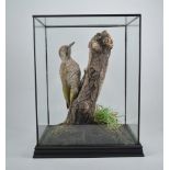 Taxidermy, Woodpecker, glazed case with a stained wood plinth, the case height 41cm.