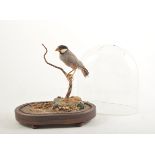 Taxidermy, Java Sparrow, rosewood stand lacking dome.