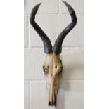 Taxidermy: Set of Ibex horns, on skull.