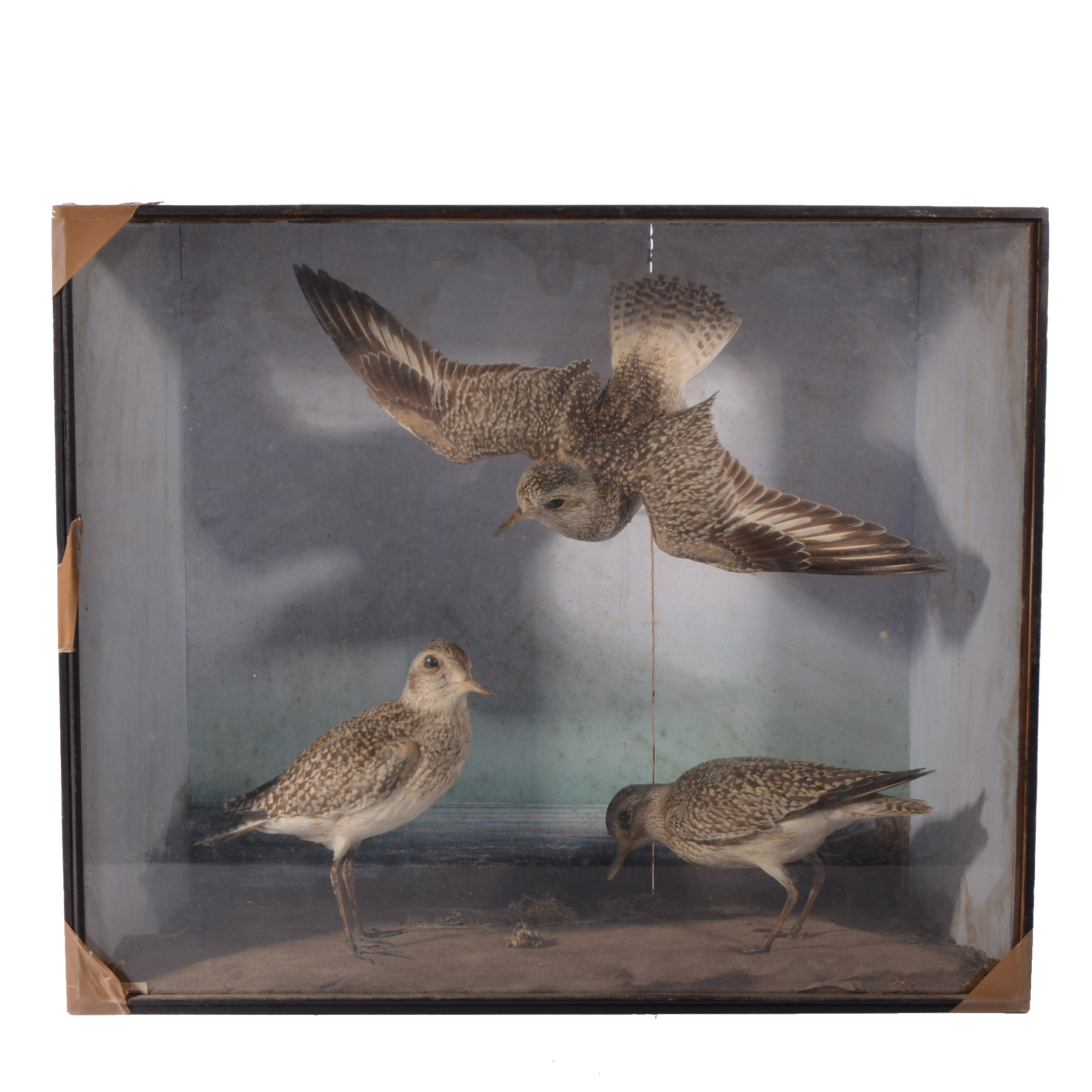 Taxidermy - cased set of three Grey Plovers, one arranged in flight.