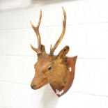 Taxidermy, a mounted deer head on an oak shield.