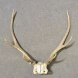 Taxidermy: pair of antlers.