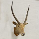 Taxidermy, a large Waterbuck head mounted on a wooden shield.