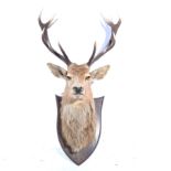 Taxidermy - Stags head with six point antlers, mounted on an oak shield, stamped Spicer & Son,