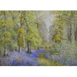 Albert H Findley, Bluebell Woods, signed watercolour, 27 x 37cm.