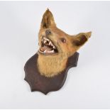 Taxidermy fox mask, retailed by George Bazeley, Northampton. on an oak shield.