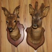 Two taxidermy deers' heads