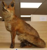 A taxidermy seated fox