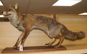 A taxidermy fox on stand