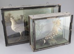 An early 19th century taxidermic model of a Hoopoe, in original display case with painted