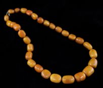 A large single strand graduated amber bead necklace