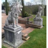 A pair of a 17th century Italian style composite lions sejant 35in., raised on rectangular plinths