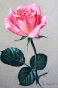 James Noble (1919-1989)pair of oils on boardStudies of roses - Debs Delight and Handelsigned,