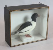 An early 20th century taxidermic model of a Mergus Merganser, with label presented by Rev. John