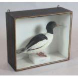 An early 20th century taxidermic model of a Mergus Merganser, with label presented by Rev. John