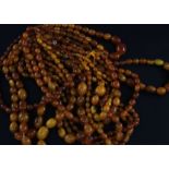 Twelve assorted single strand graduated oval amber bead necklaces, four with gilt metal clasps,