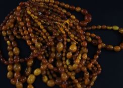 Twelve assorted single strand graduated oval amber bead necklaces, four with gilt metal clasps,