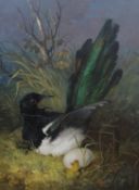 Pitman, oil on canvas, Magpie with a broken egg, signed and dated 1833, 40 x 31cm, unframed